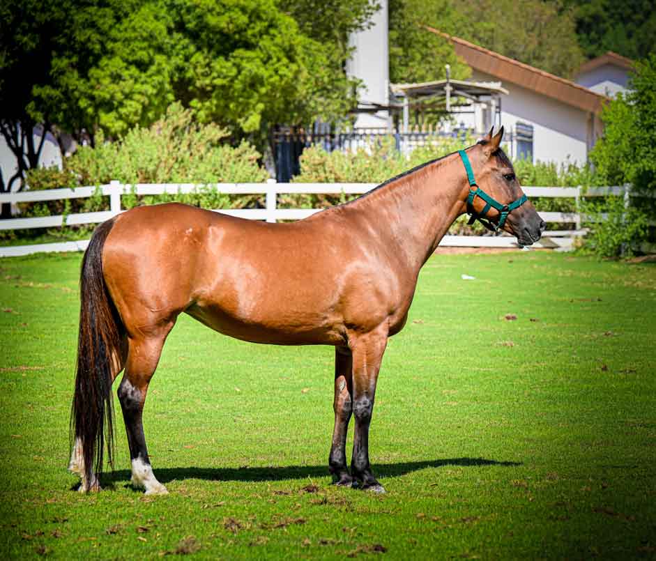 8 Minute - (old name Zafira)